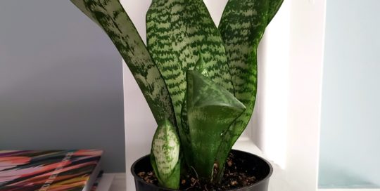 sansevieria