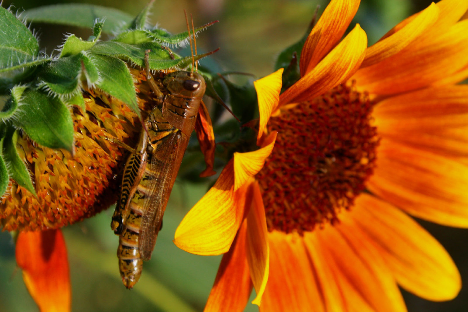 Grasshopper On Sunflower Planters Place