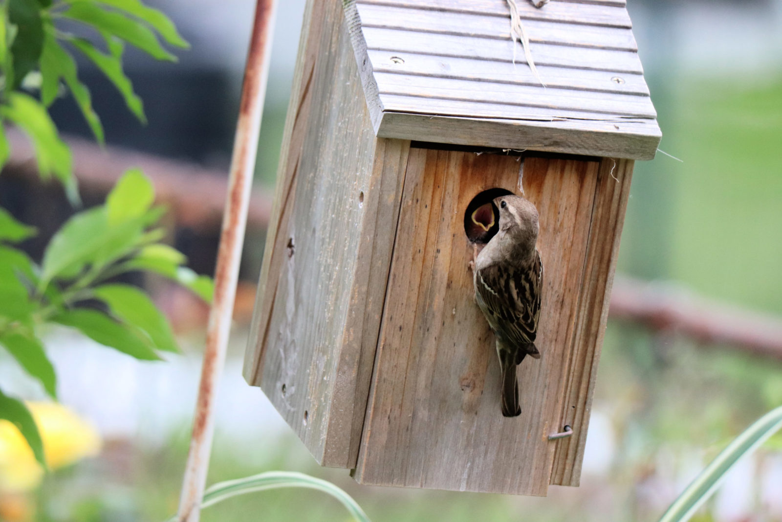 sparrow feeding baby - Planters Place