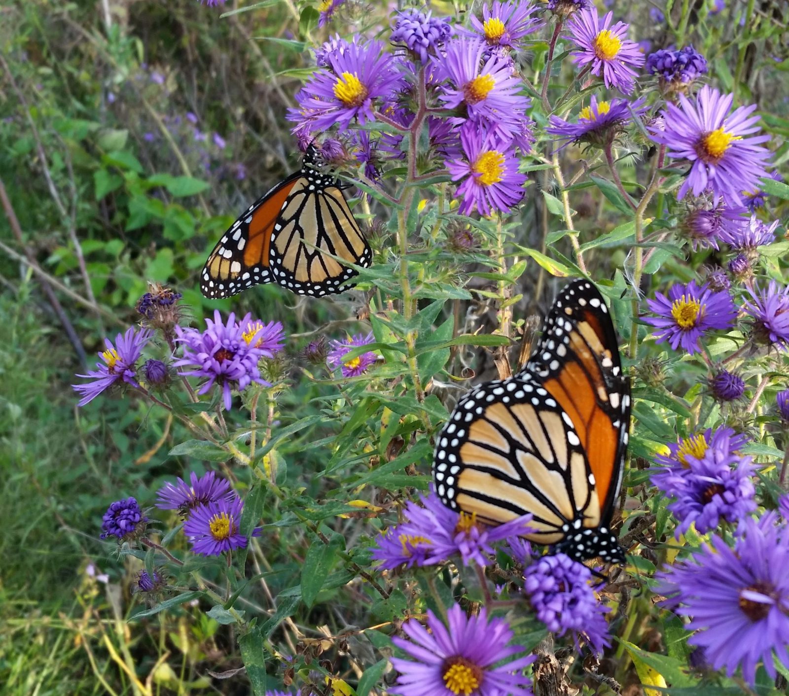 Monarch Migration on Purple Asters - Planters Place