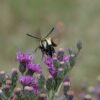 Snowberry clearwing moth on ironweed flowers