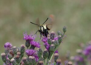 Snowberry clearwing moth on ironweed flowers