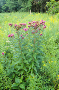 Vernonia_fasciculata