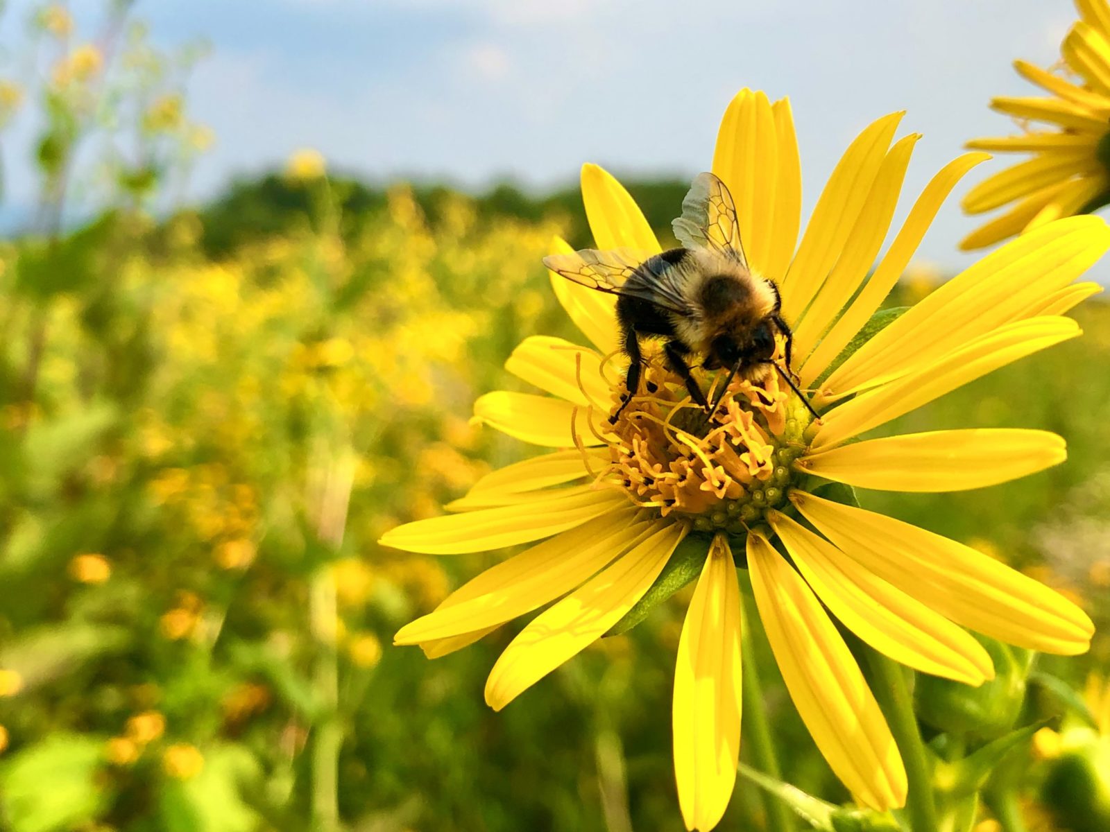 Colony Collapse Disorder And Lack Of Pollination Planters Place 0745