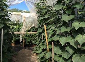 This shows cucumber plants growing up an arch created by a panel of cattle fence with large green leaves leaning toward the sun.