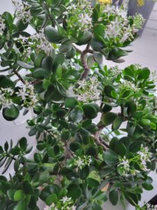 Jade Plant
