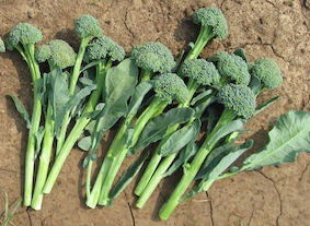 Stem broccoli Artwork variety