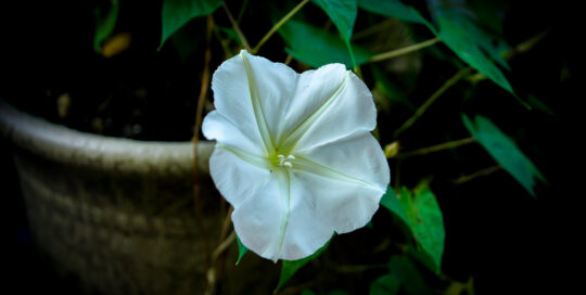 A white moonflower at dusk