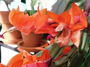 Christmas Cactus on Fire