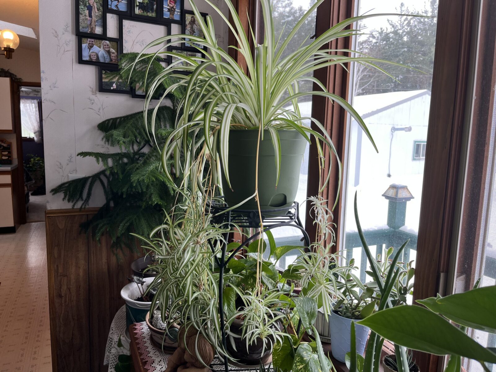 Spider Plant - Planters Place