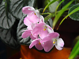 African Violet