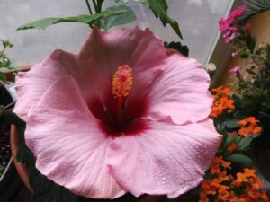 Single pink Hibiscus with Kalanchoes