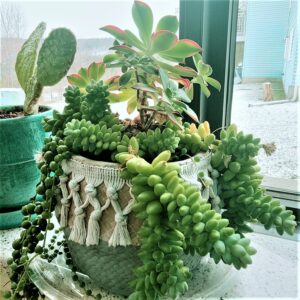 Burro's tail and string of pearls combo