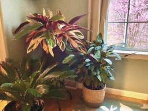 Sago Palm, Calathea and Stramanthe