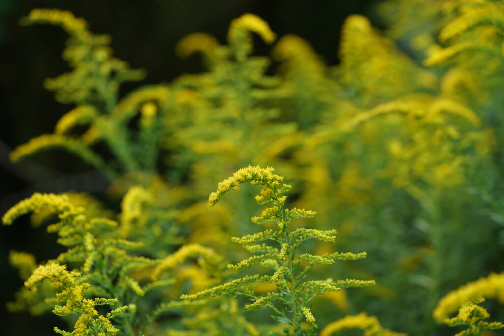 Do I need to stratify my seeds before planting? Planters Place