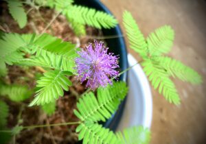 Sensitive beauty mimosa