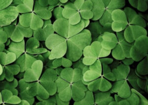 clusters of green clover also known as shamrocks.