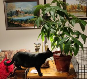 Catnip tree? Nope….it's just a money tree!