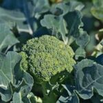 broccoli florets form a clumping head