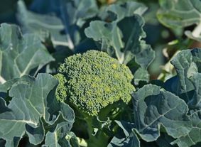 broccoli florets form a clumping head