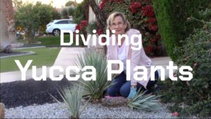 dividing yucca plants