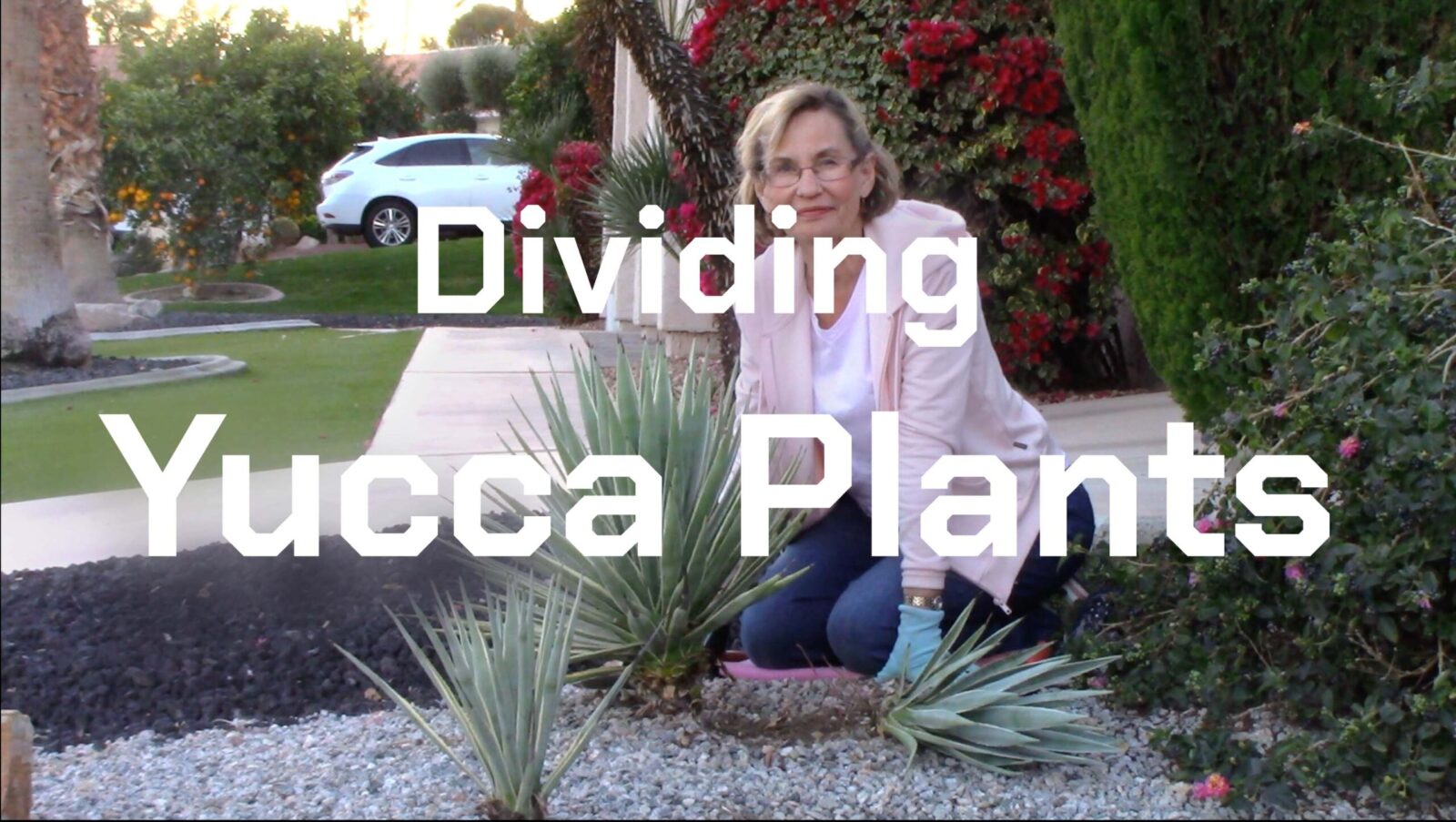 dividing yucca plants