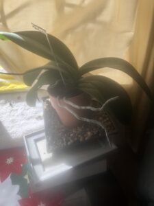 should I repot my beautiful orchid