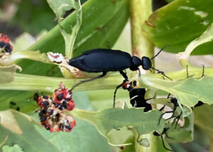 Blister beetles are tomato pests later in the season.
