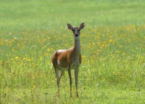 White-tailed deer dow in a field of wildflowers