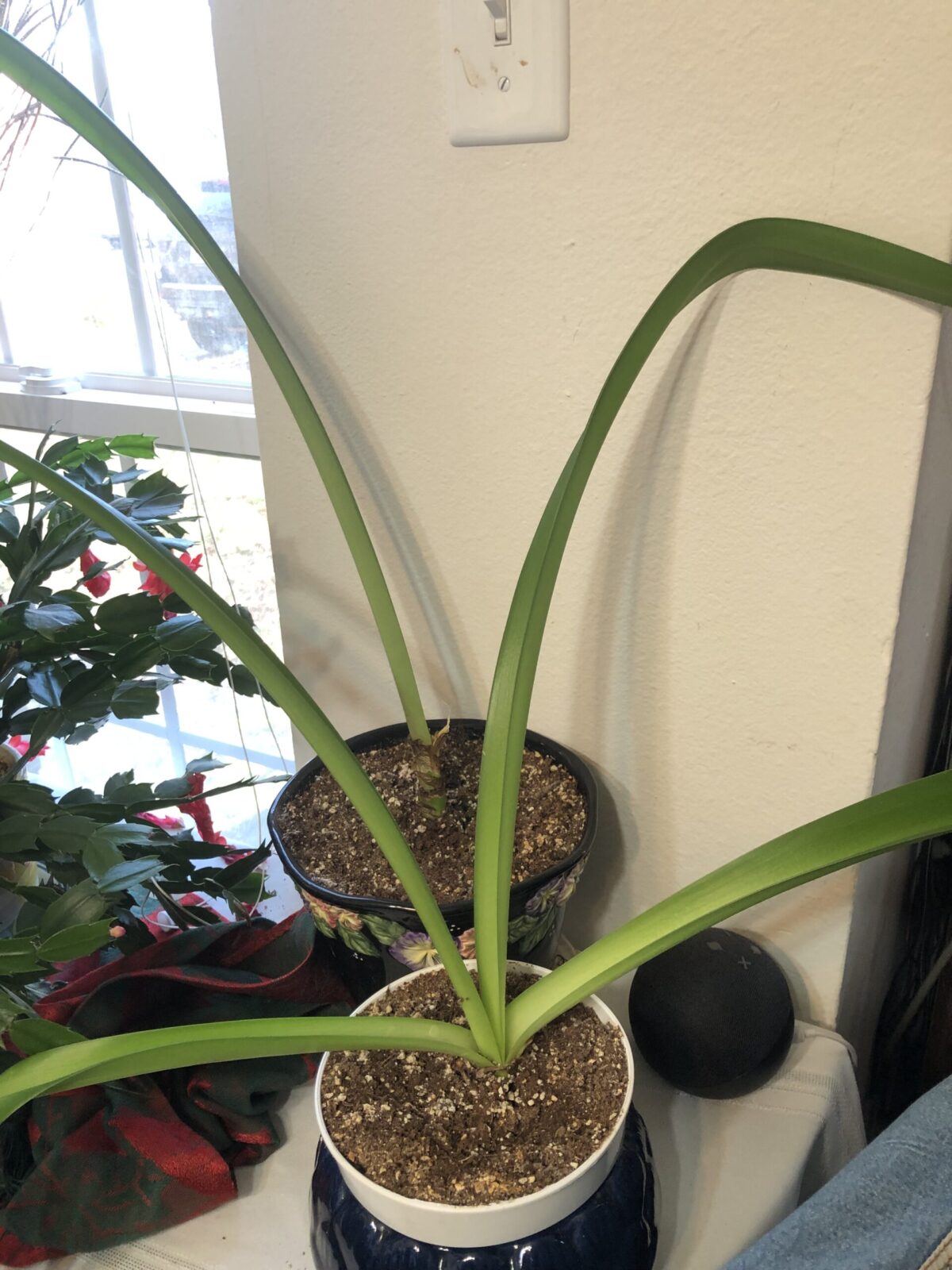 Why do my Amaryllis bulbs not bloom? Planters Place