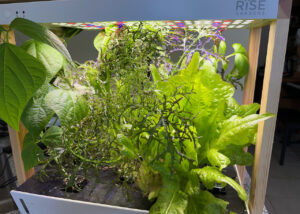 Hydroponic gardens are excellent ways to grow vegetables throughout the year.