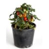 determinate tomato plant