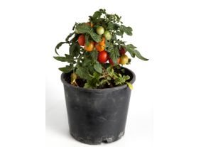 determinate tomato plant