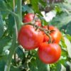 Red tomatoes on the vine of a green tomato plant