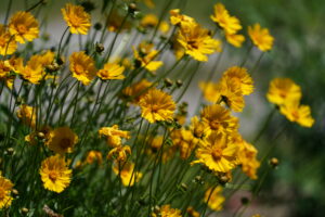 tickseed/coreopsis in bloom