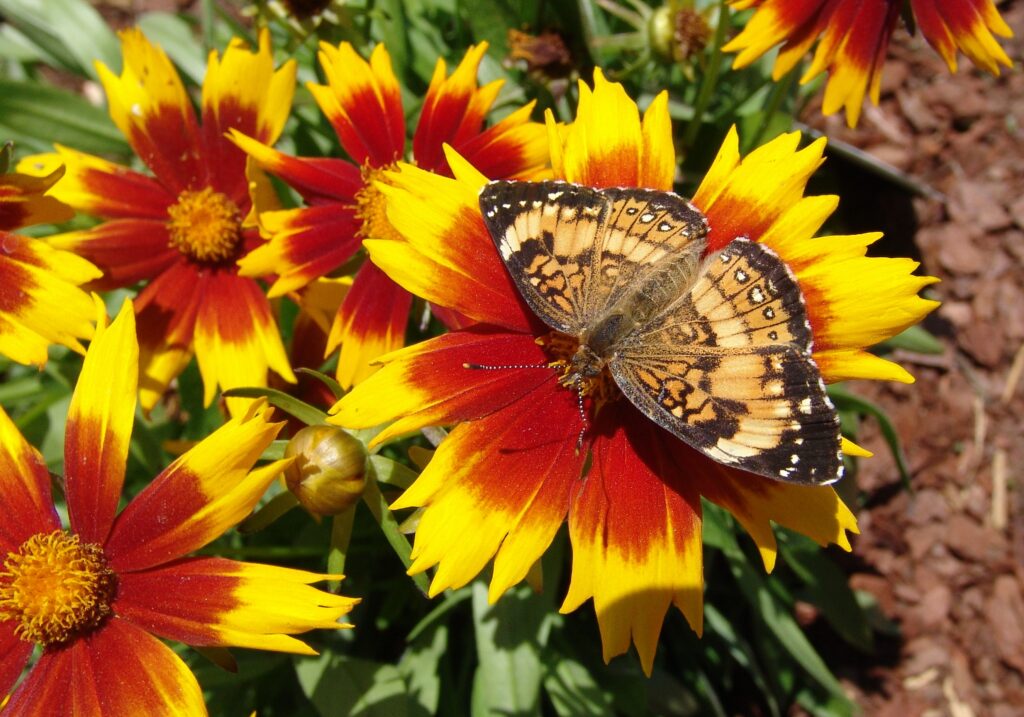 Silvery checkerspot on coreopsis cultivar