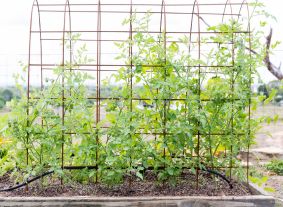 Indeterminate tomatoes supported by trellising.