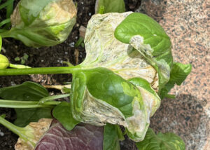 Why is my spinach turning white?