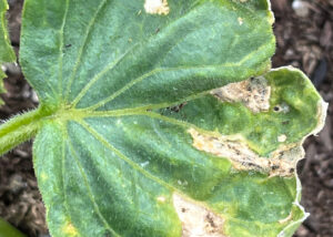 Wet weather promotes potential diseases on cucumbers.