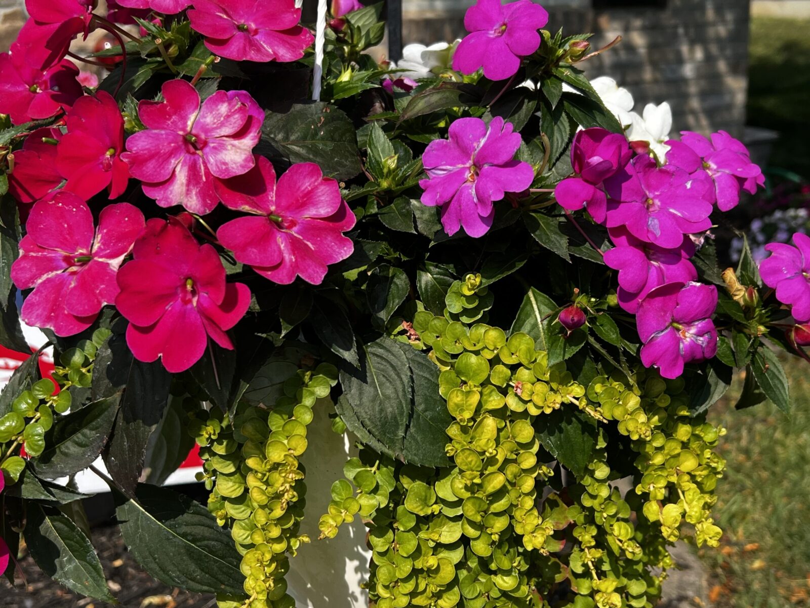 The Best Flowers for Pots in Full Sun