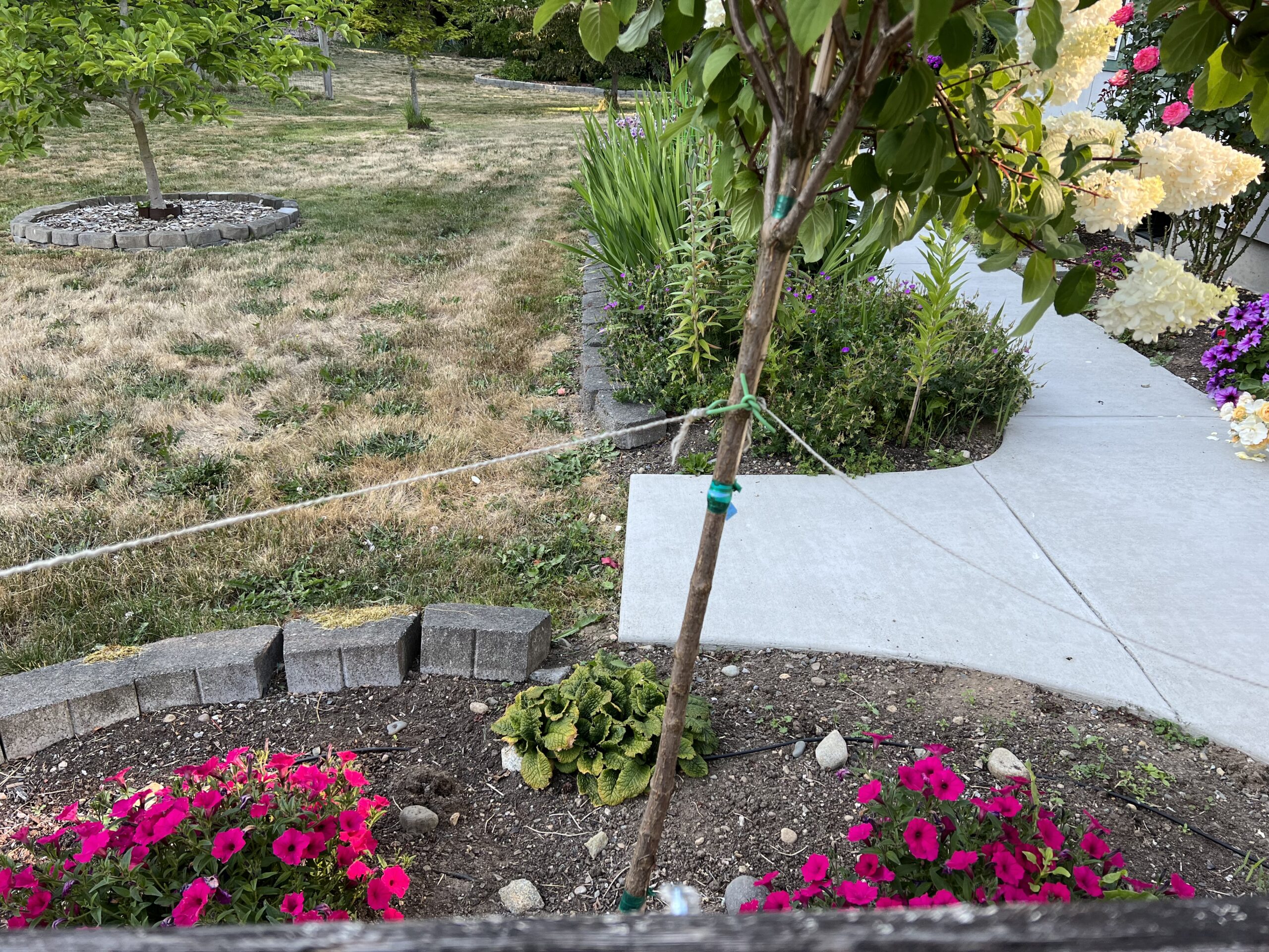 Hydrangea Tree Support - Planters Place