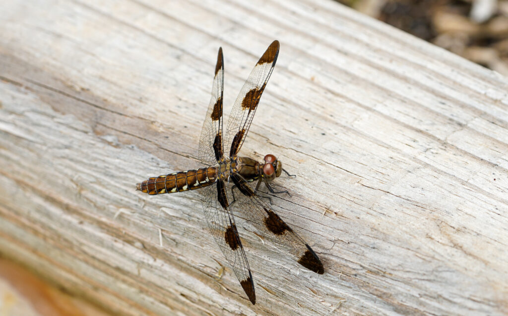 dragonfly on a landscape timber