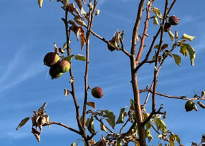 Drying leaves and shriveled apples is a sign that the fruit trees need water.