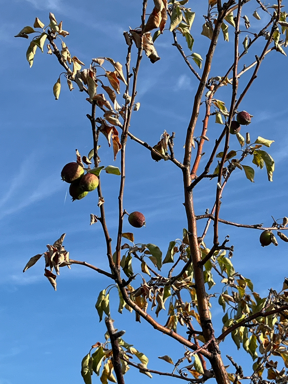 How to Properly Water Fruit Trees During Hot, Dry Weather - Planters Place