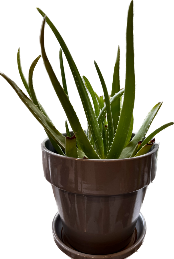 How to Grow and Use Aloe Vera Planters Place
