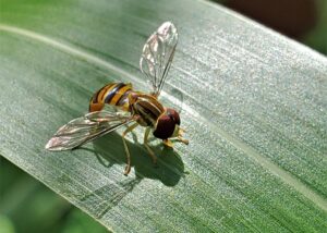 hover fly on a blade of grass