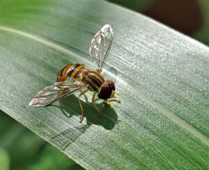 hover fly on a blade of grass