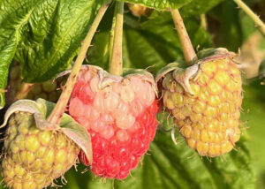 Sunburned raspberries have hard, white blotches on them.