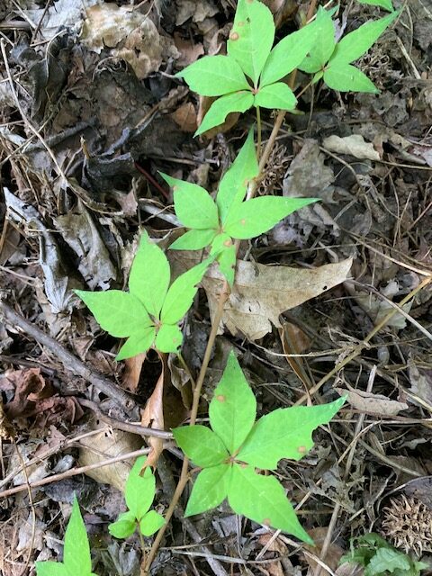 Parthenocissus quinquefolia (Virginia Creeper, Virginia-creeper, Woodbine)