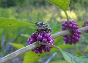 tree frog on beautyberries